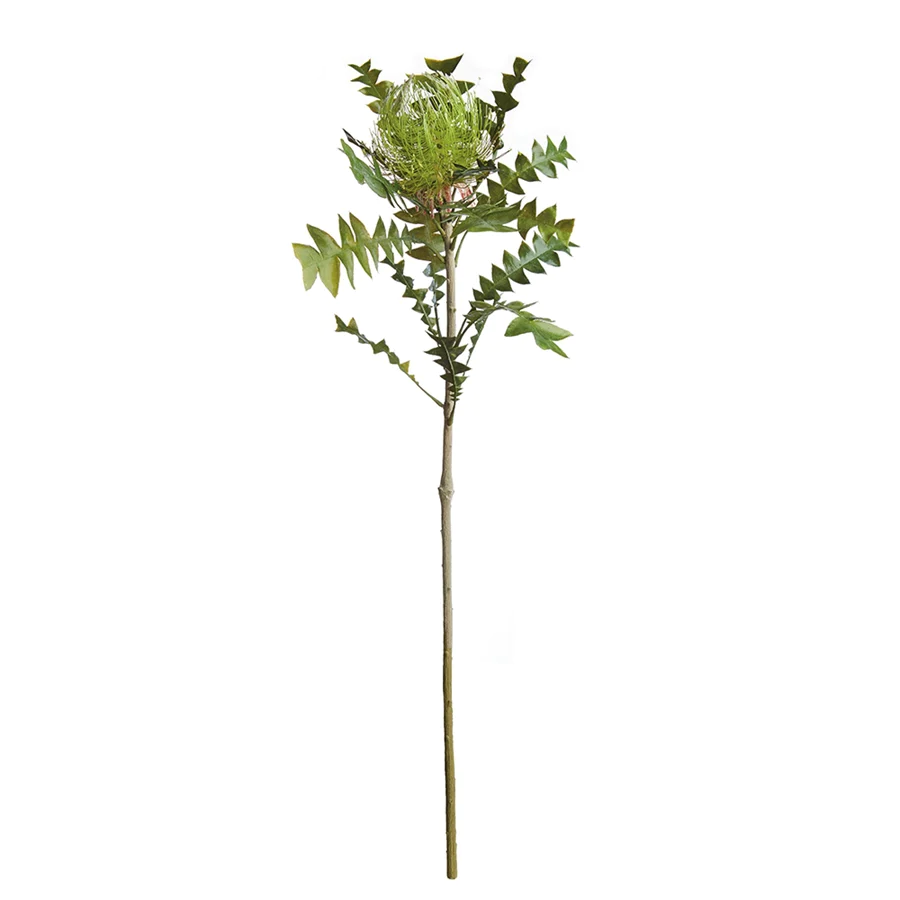 Green banksia protea stem against white background