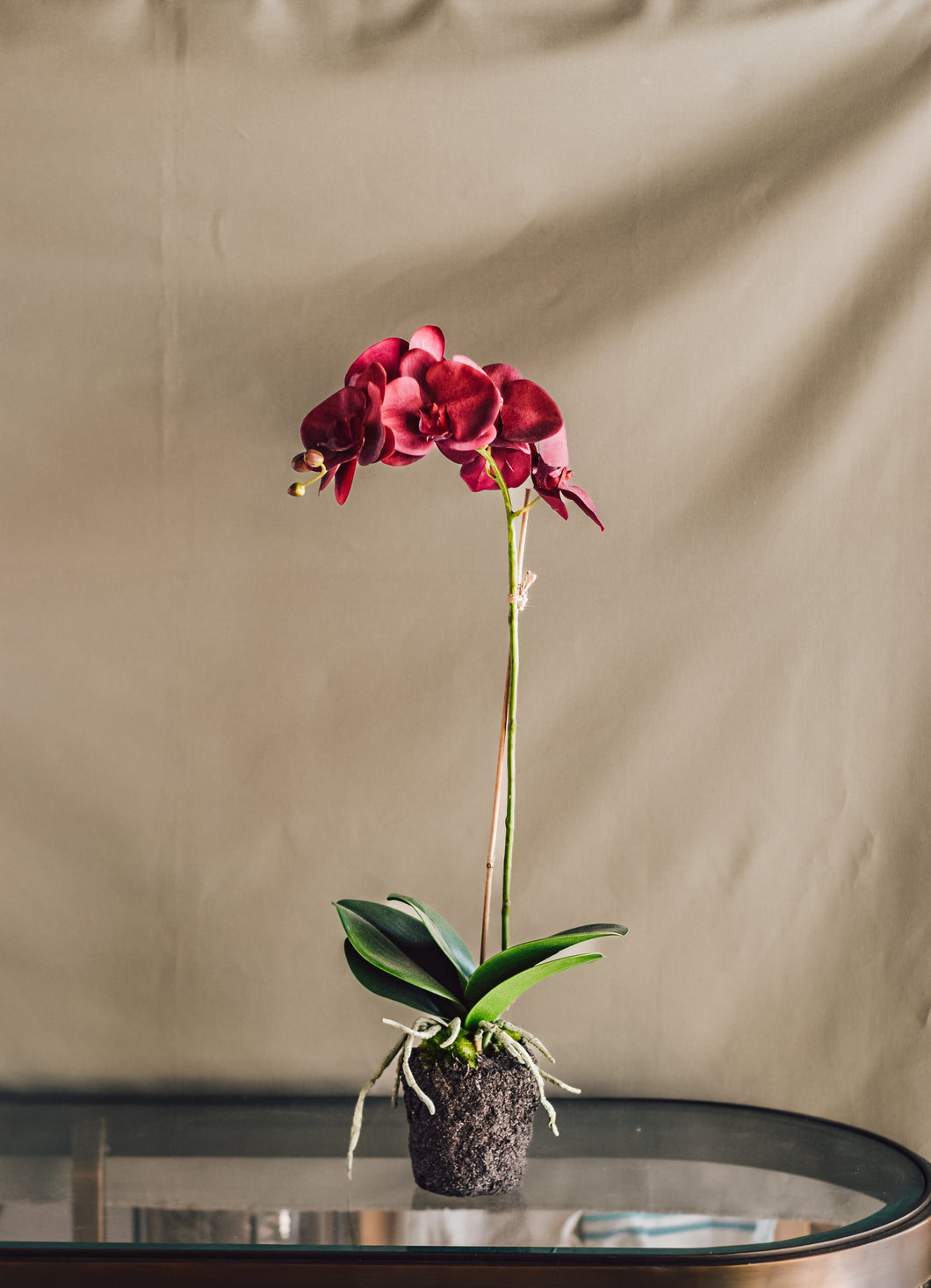 Phalaenopsis Drop In 25