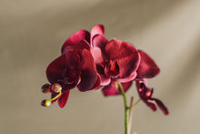Load image into Gallery viewer, Phalaenopsis Drop In 25&quot;
